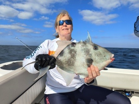 pensacola triggerfish lt grey