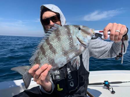 midsize pensacola sheepshead