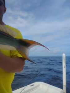 sand tilefish tail sand tilefish tail