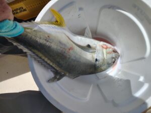 36in jack crevalle