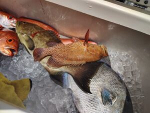 scamp grouper - hind grouper - vermilion - trigger-federal